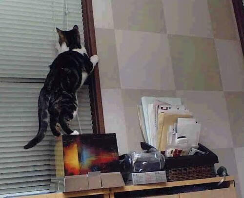 世界游泳锦标赛孙杨未能参赛,孙杨是哪两届游泳世锦赛的mvp