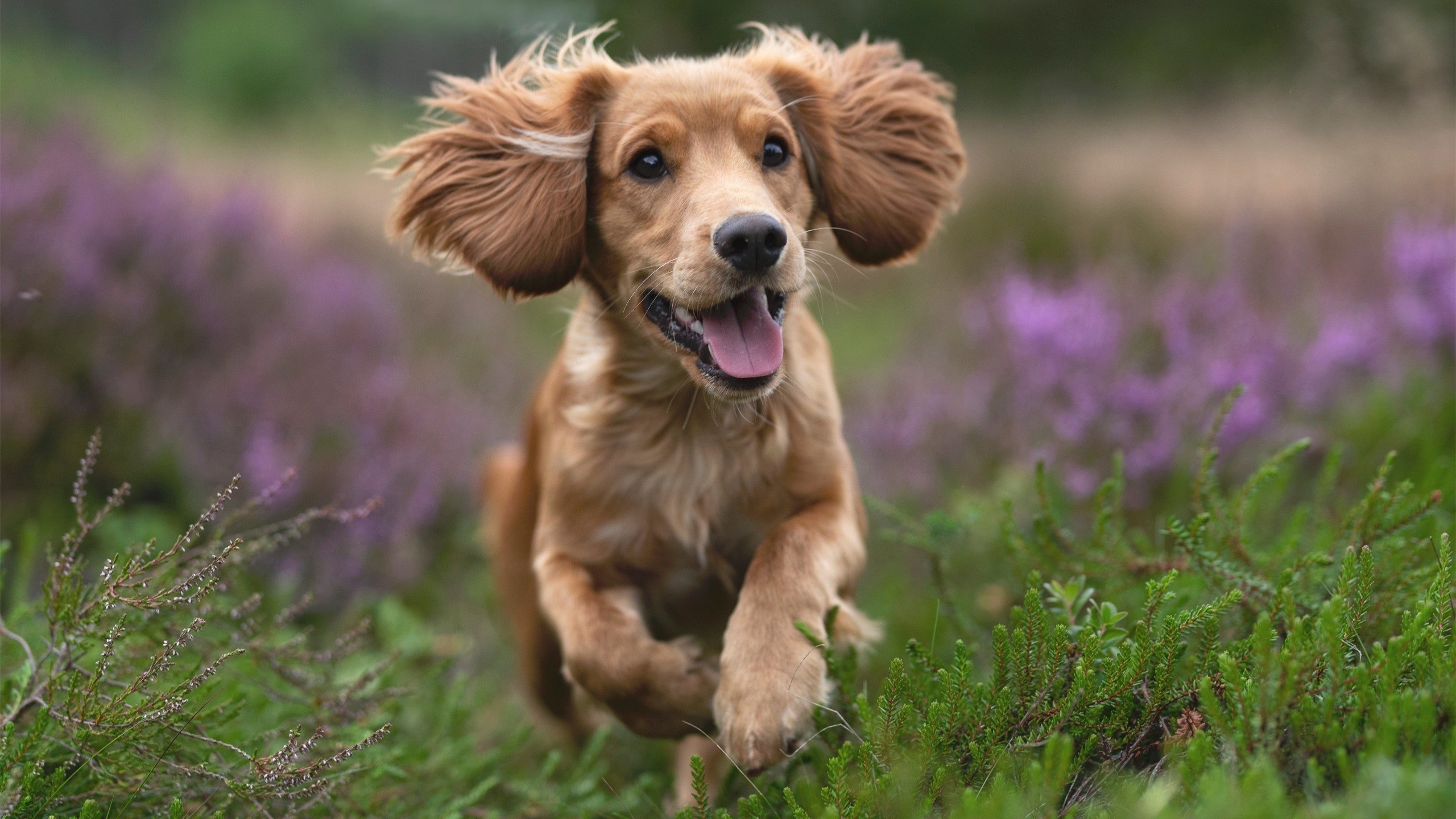 CBA球队科学管理 提高球员竞技水平,cba篮球技术