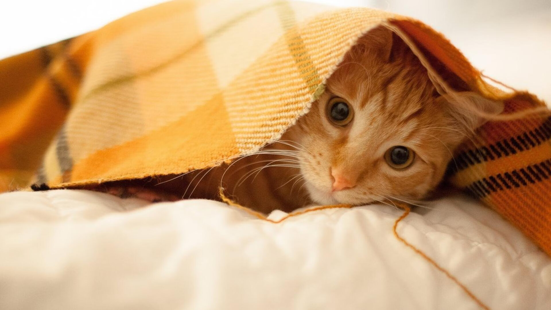 开云网页-中国女篮提升内线轮转速度，中国女篮提升内线轮转速度最新消息