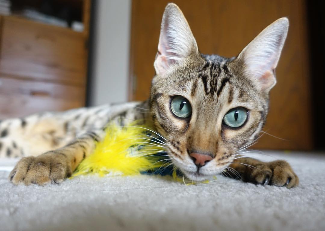 开云官网登录-世界杯最终决战：技战术与团队精神的巅峰较量，世界杯最后谁赢了